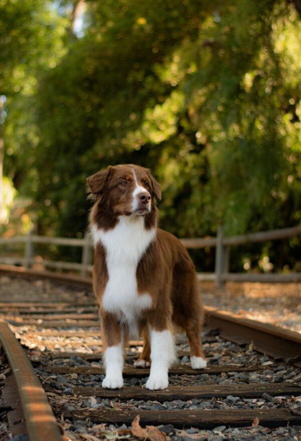 Bronze Paw Plan