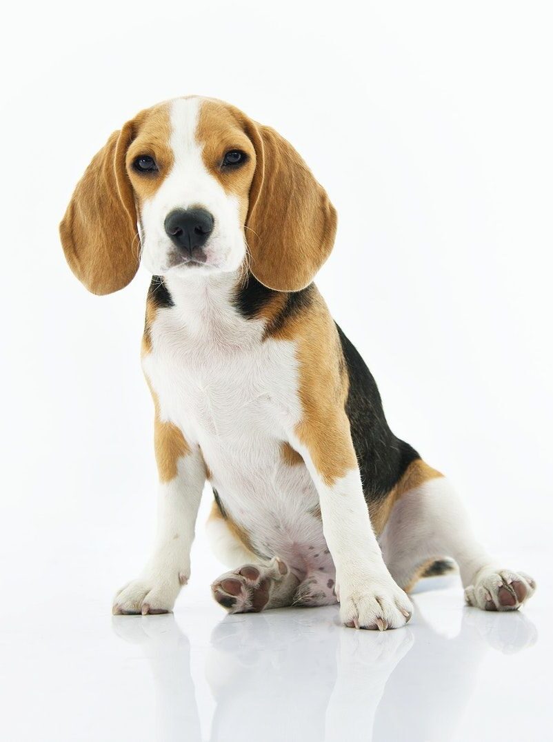 beagle