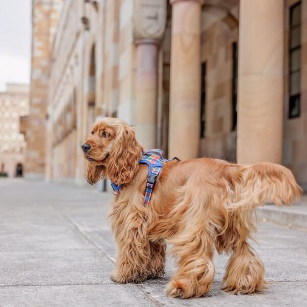 Adjustable Dog Harness
