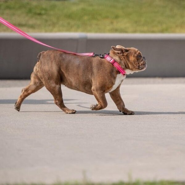 Reflective Dog Leash