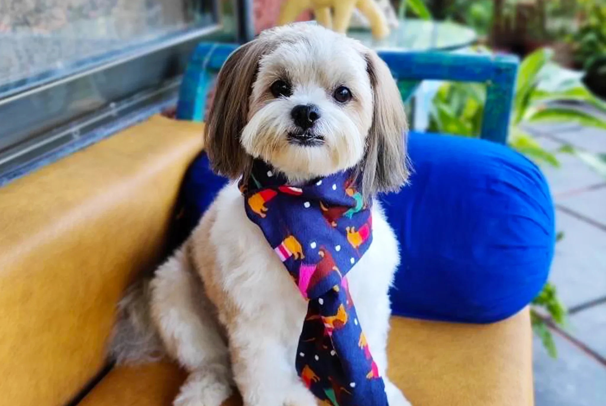 dogs accessories