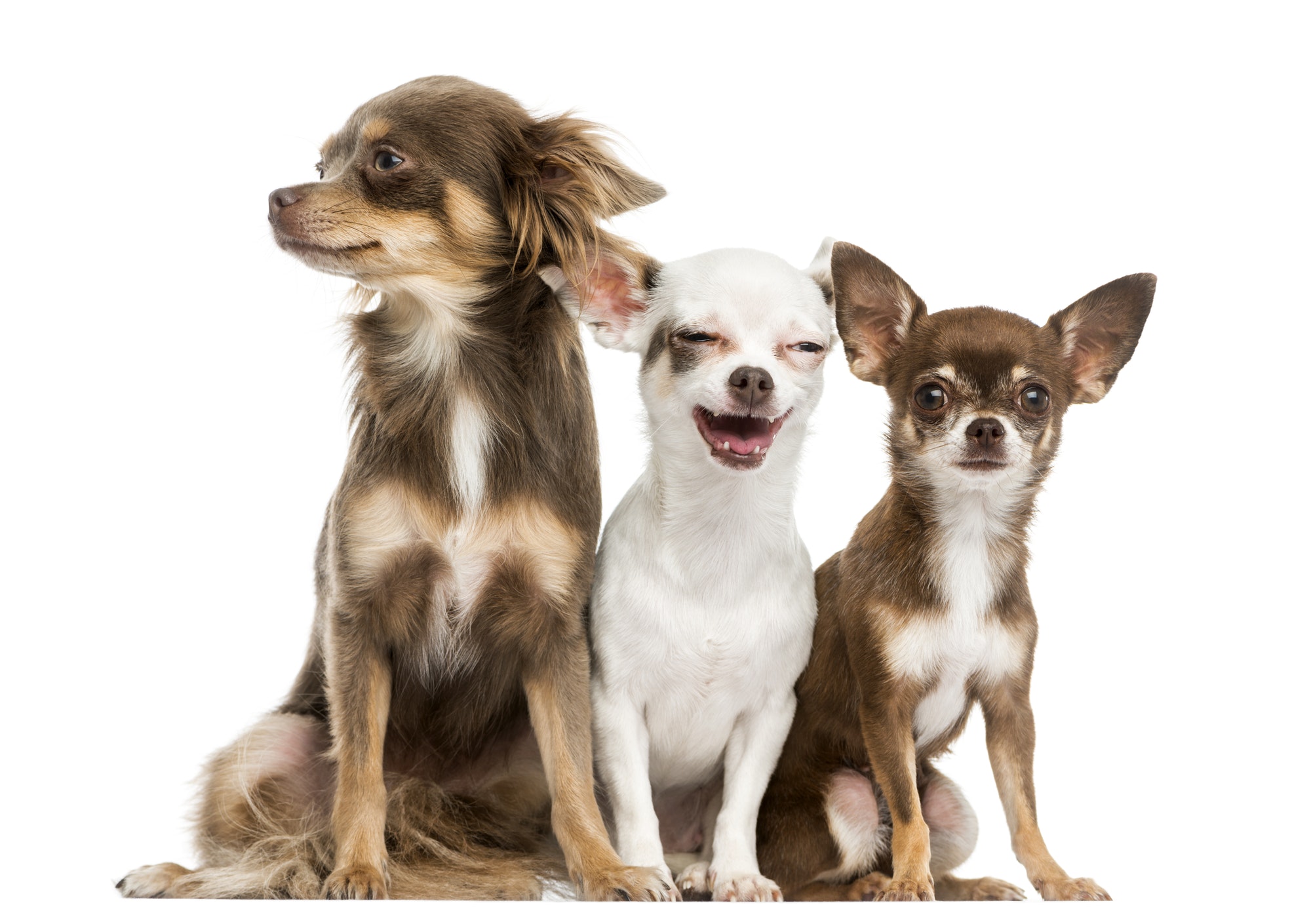 group-of-chihuahuas-sitting-2-years-old-isolated-on-white.jpg