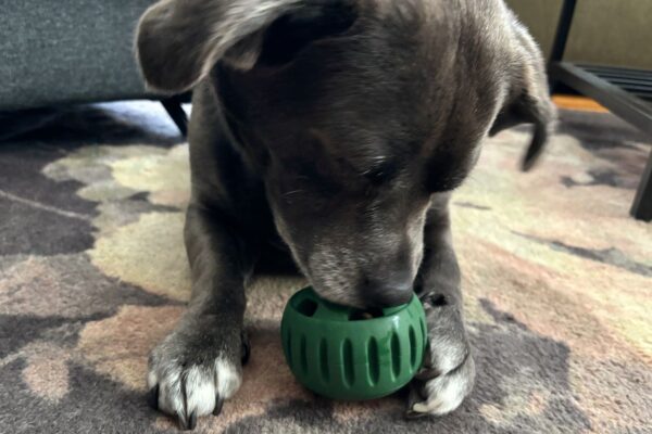 Treat-Dispensing Ball
