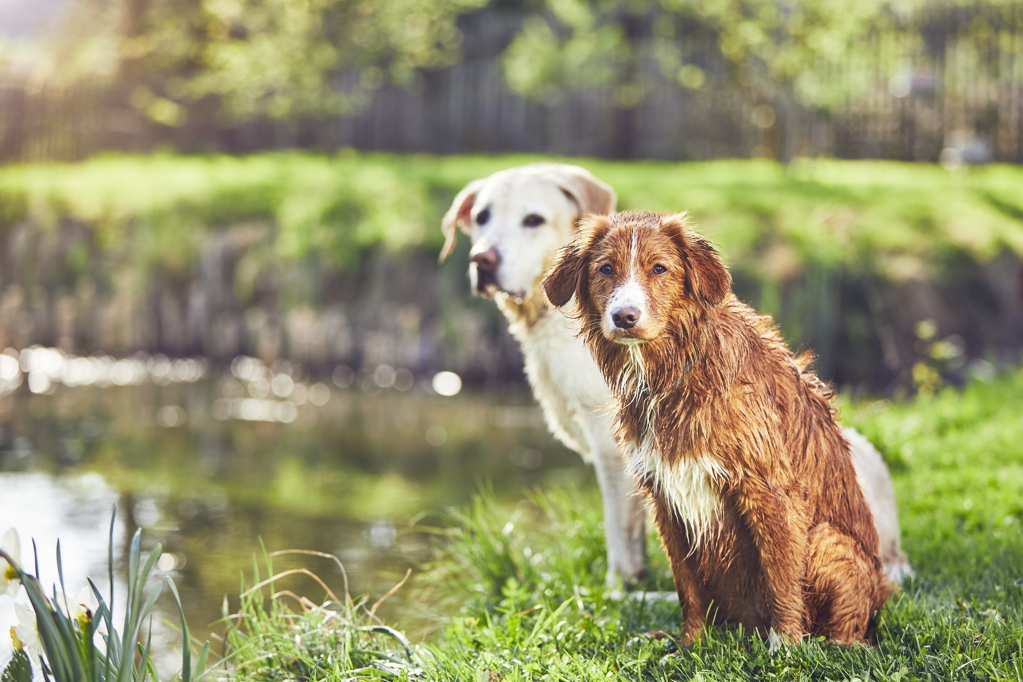 two-friendly-dogs-in-summer-nature.jpg